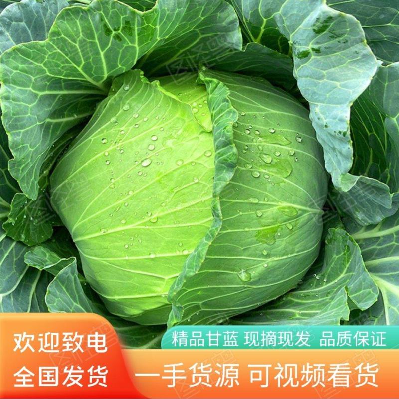 精品甘蓝，寒将军连花白，产地直供一手货源价格优惠全国发货