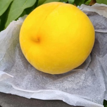 中油四