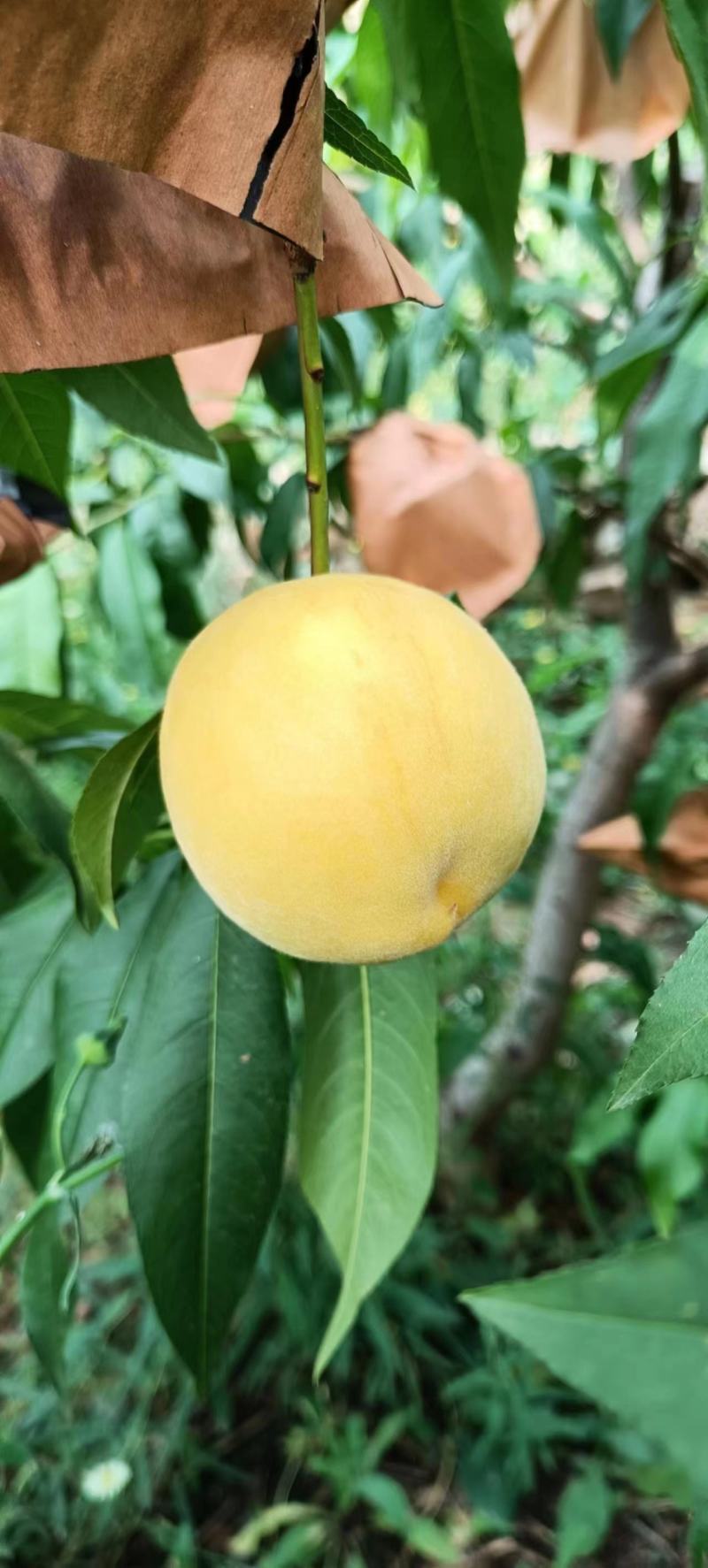 中油四