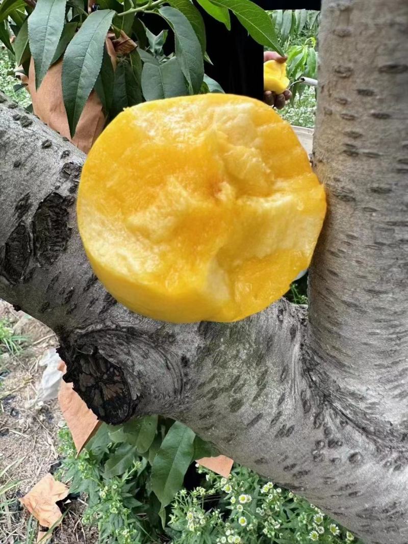 中油四