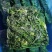 速冻荠菜块整颗块冻荠菜盘冻新鲜