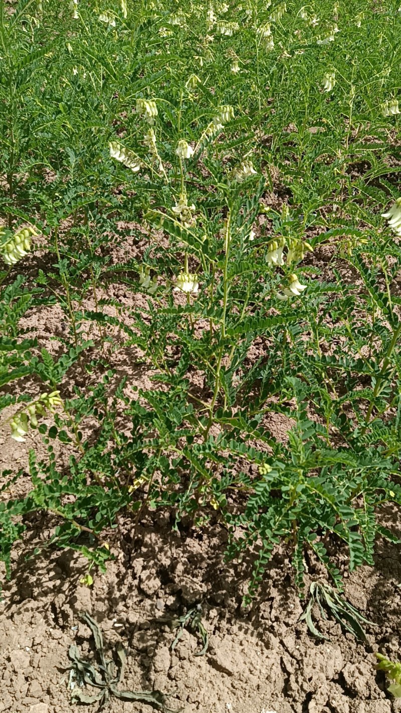 【精品无硫熏黄芪】万亩种植基地经营数十年价格优惠