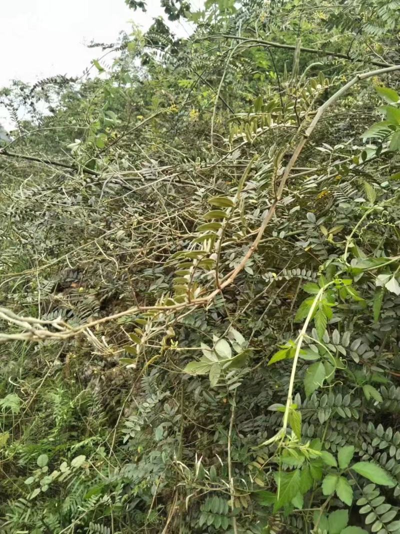 山豆根