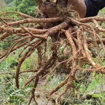 山豆根