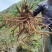 山豆根