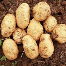 v7土豆/河南土豆产区直发现货现挖承接商超电商供货代收