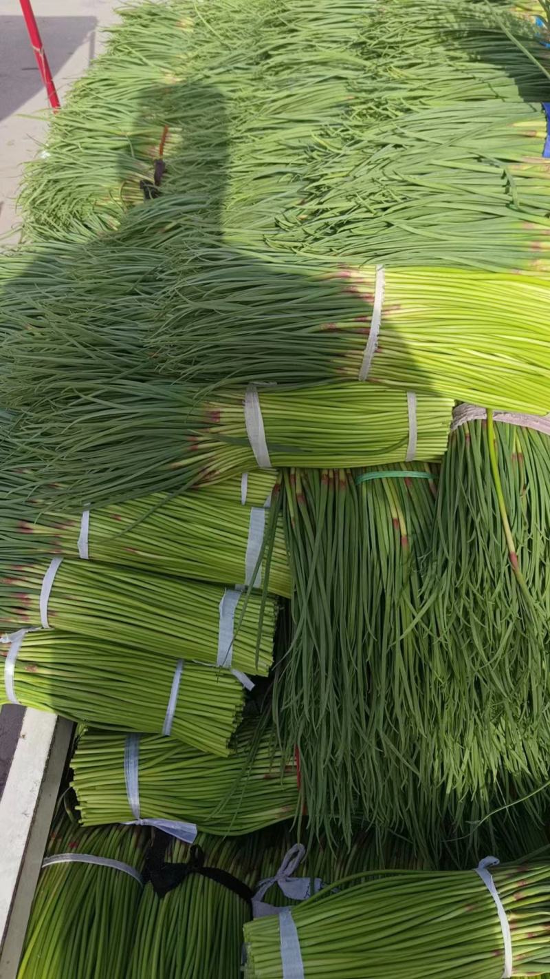 蒜苔/红帽蒜苔/河南蒜苔承接商超社团电商供货代收代发代工