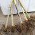 巨菌草皇竹草老根种植简单成活率可以达到98%以上