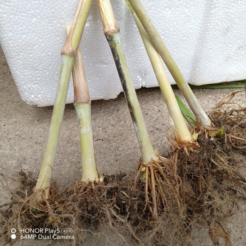 巨菌草皇竹草老根种植简单成活率可以达到98%以上