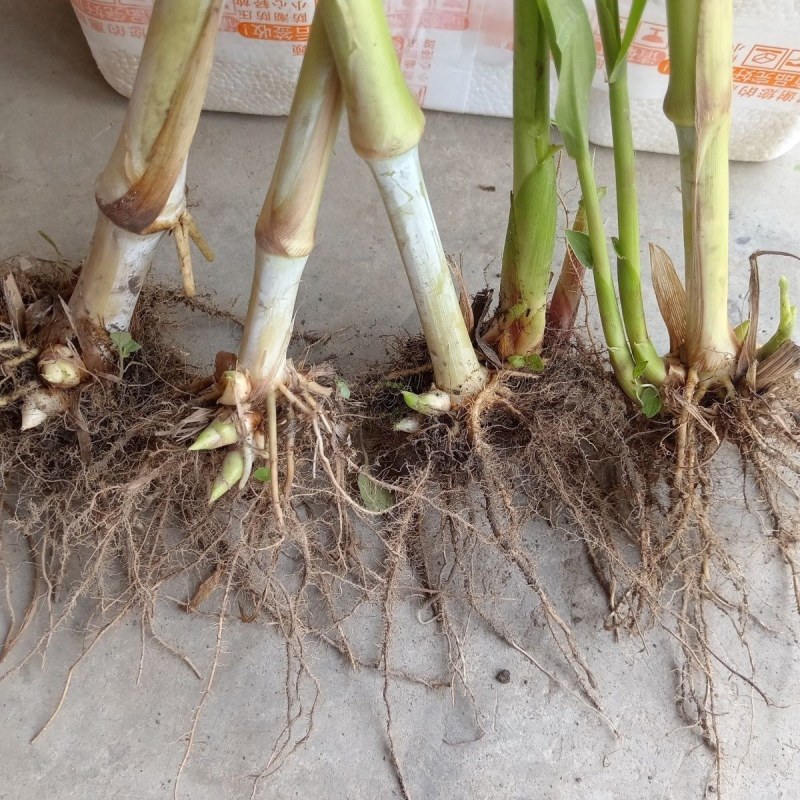 巨菌草皇竹草老根种植简单成活率可以达到98%以上