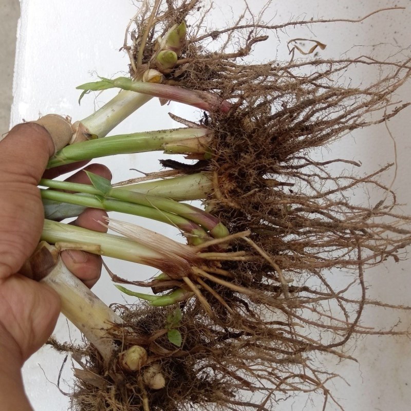 巨菌草皇竹草老根种植简单成活率可以达到98%以上