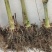 巨菌草皇竹草老根种植简单成活率可以达到98%以上