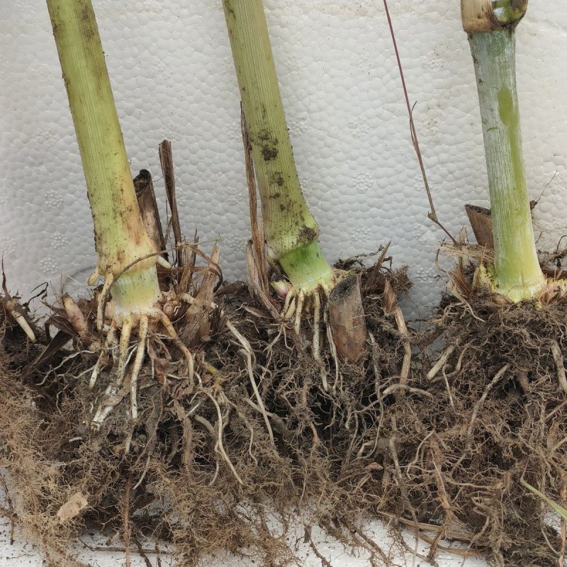 巨菌草皇竹草老根种植简单成活率可以达到98%以上