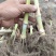 巨菌草皇竹草老根种植简单成活率可以达到98%以上
