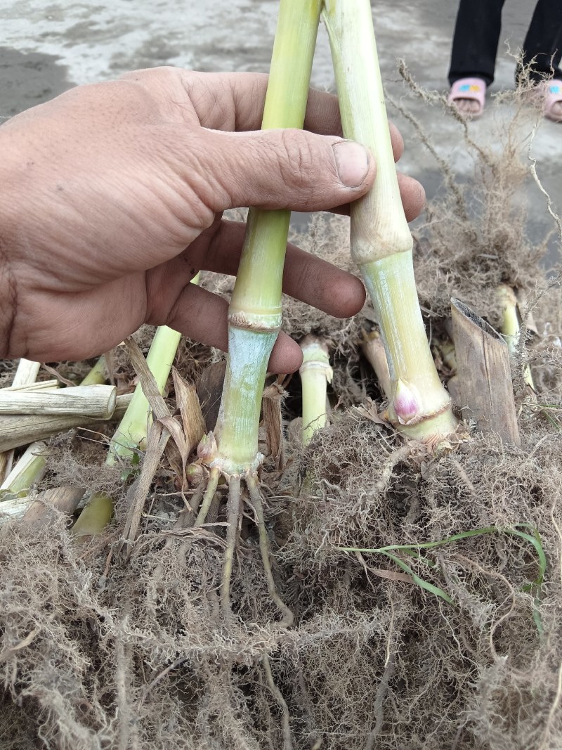 巨菌草皇竹草老根种植简单成活率可以达到98%以上