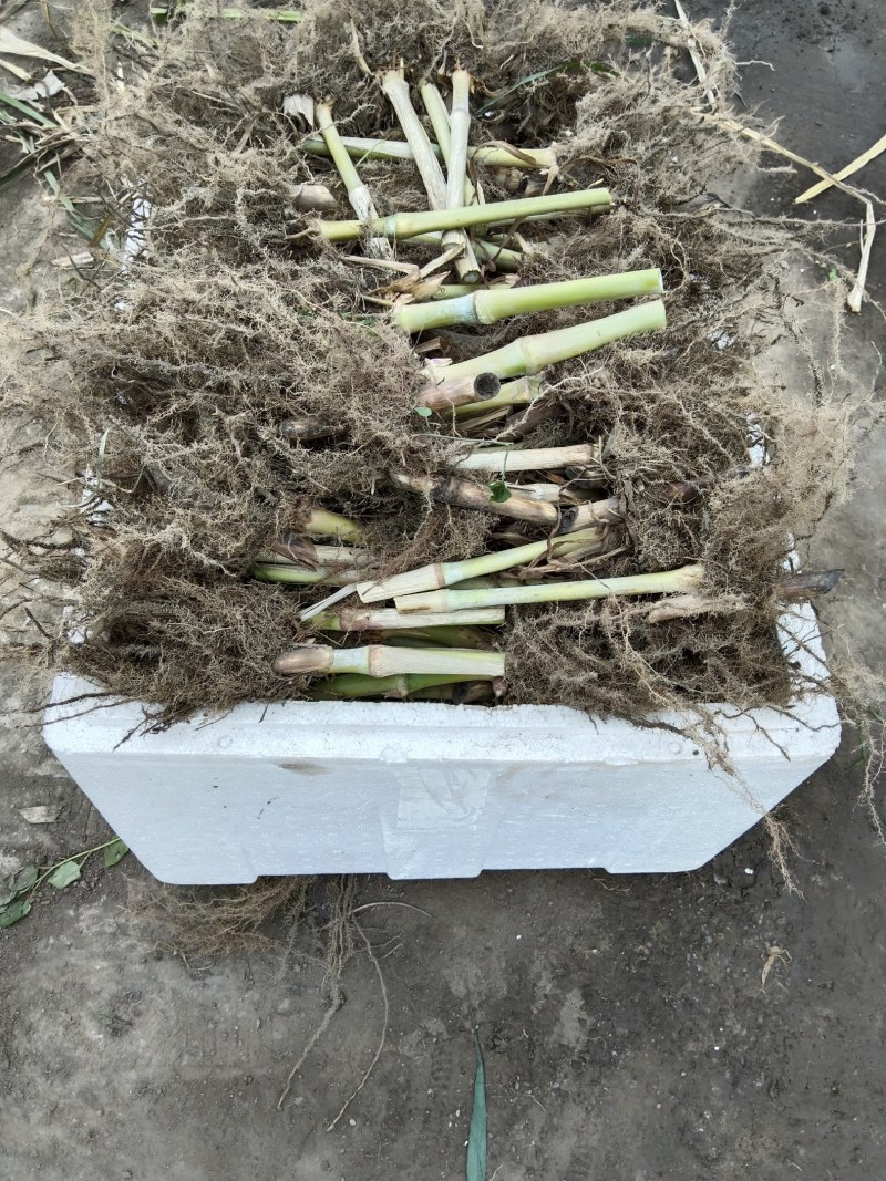 巨菌草皇竹草老根种植简单成活率可以达到98%以上