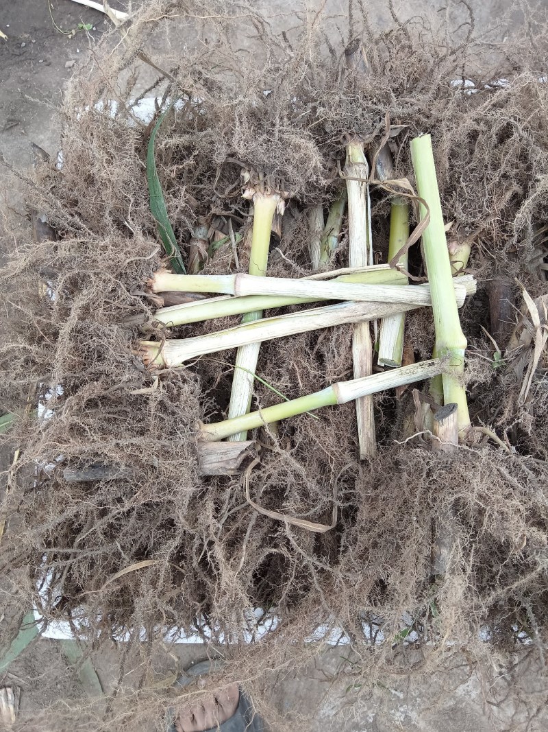 巨菌草皇竹草老根种植简单成活率可以达到98%以上