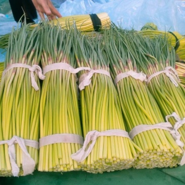 蒜苔/红帽蒜苔/河南蒜苔承接商超社团电商供货代收代发代工