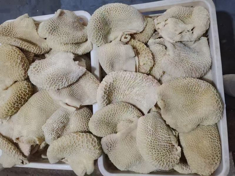 【熟食金钱肚】全熟水煮金钱肚精修无油一件三十斤