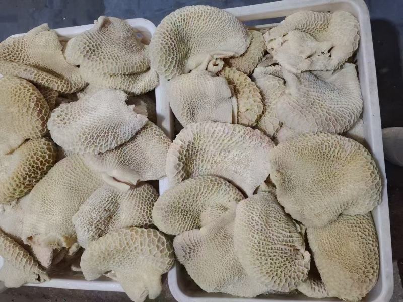 【熟食金钱肚】全熟水煮金钱肚精修无油一件三十斤