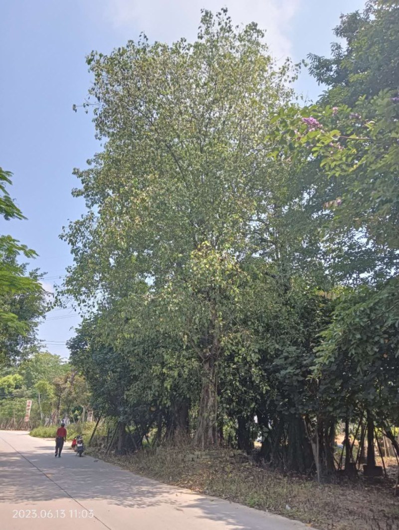 菩提树