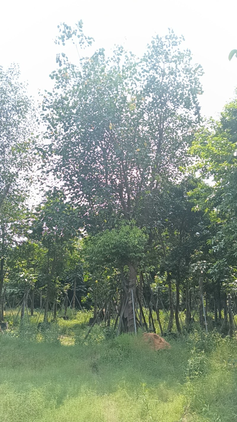 菩提树