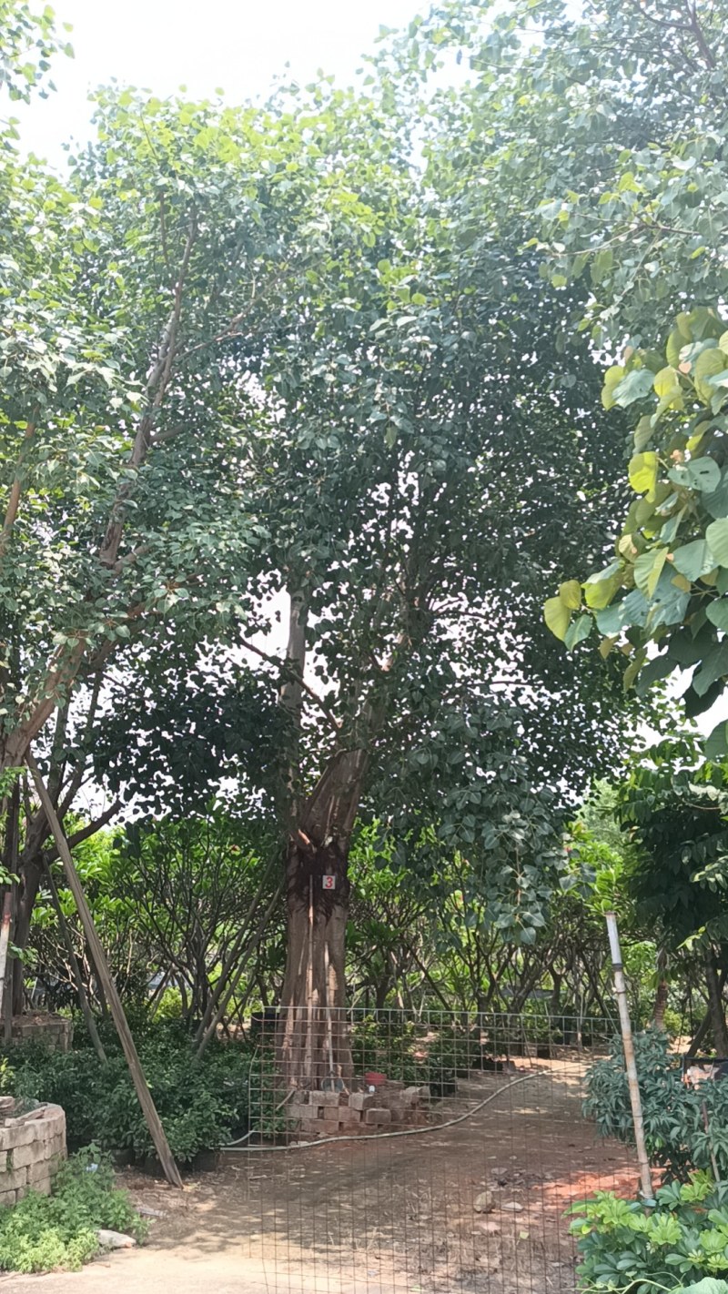 菩提树