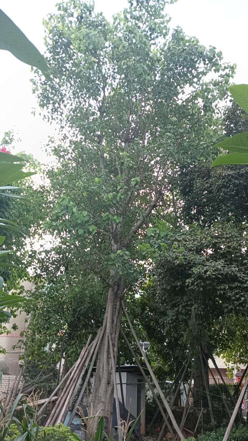 菩提树