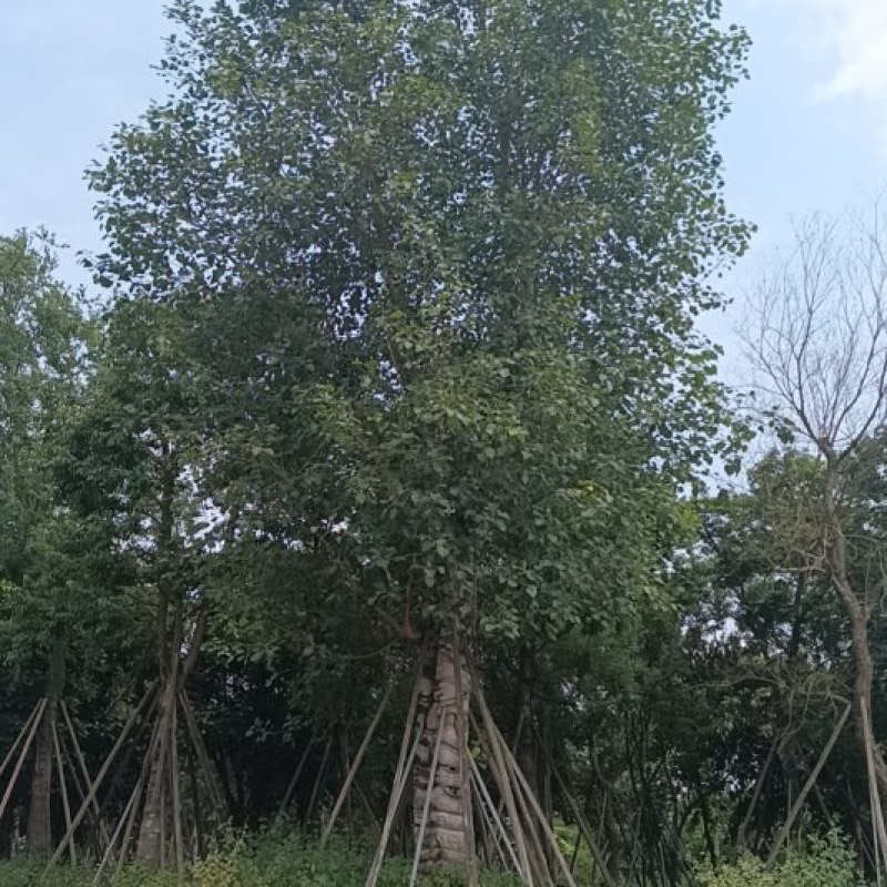 菩提树
