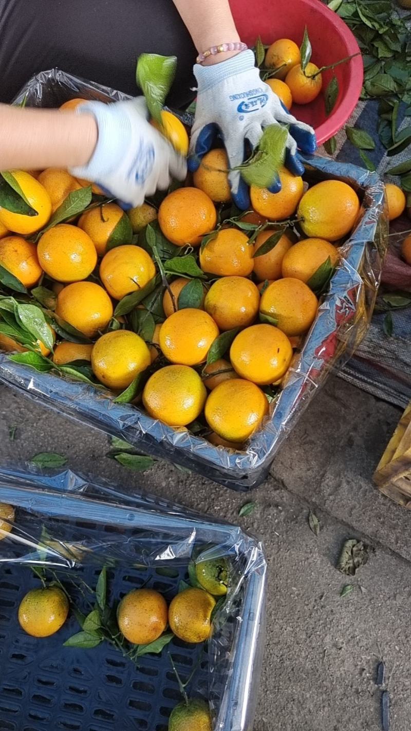 江永夏橙