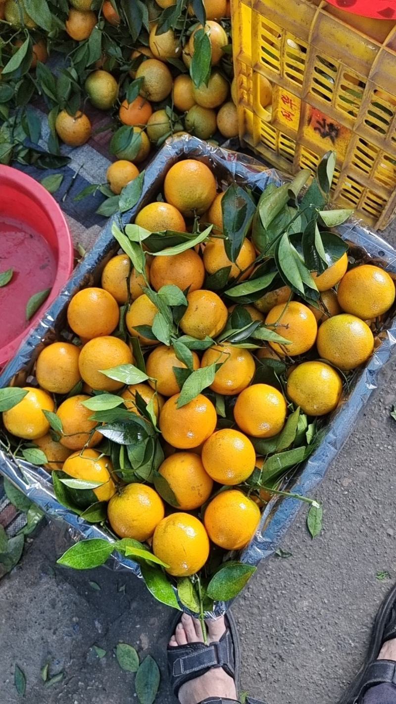 江永夏橙