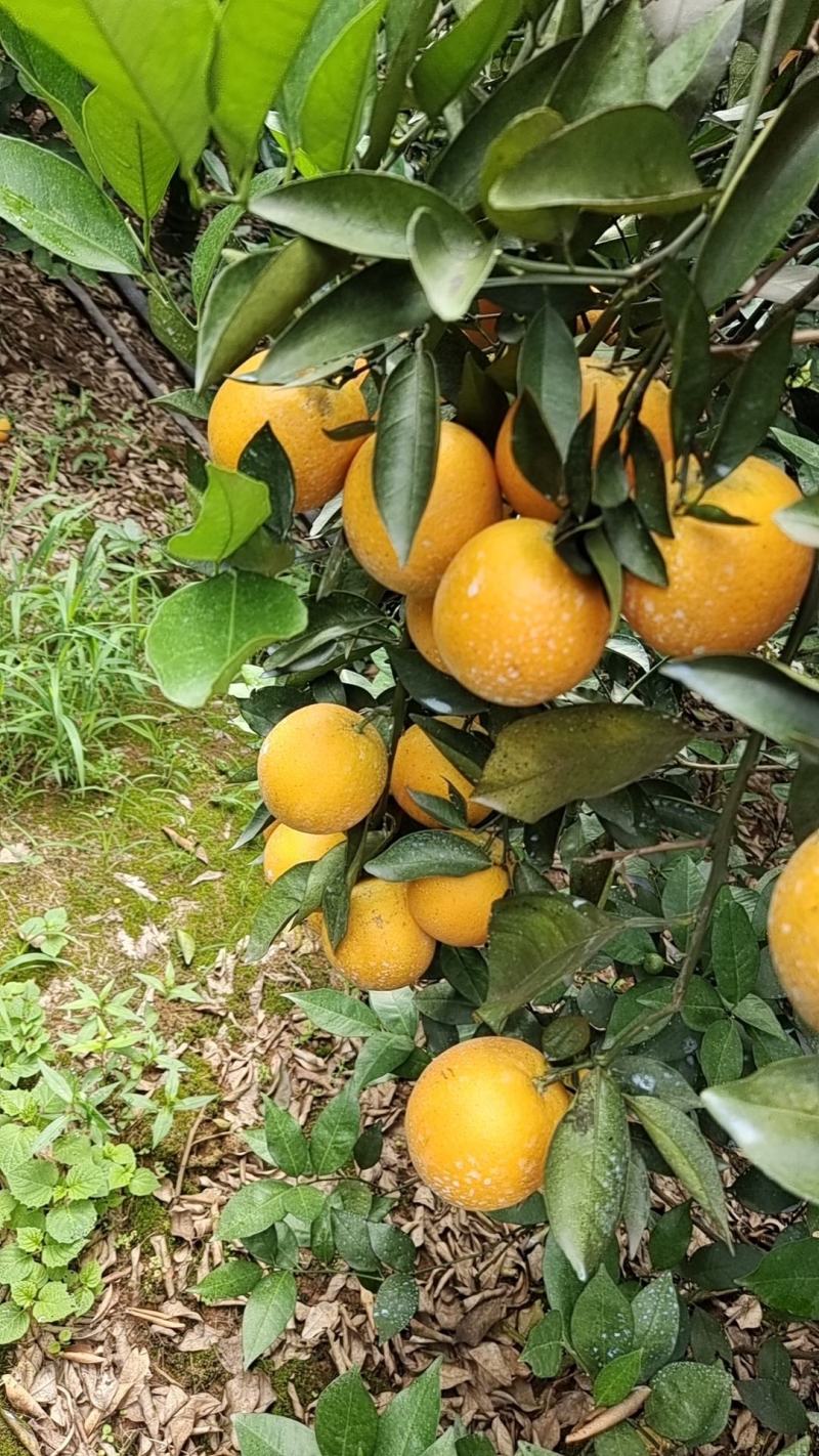 江永夏橙