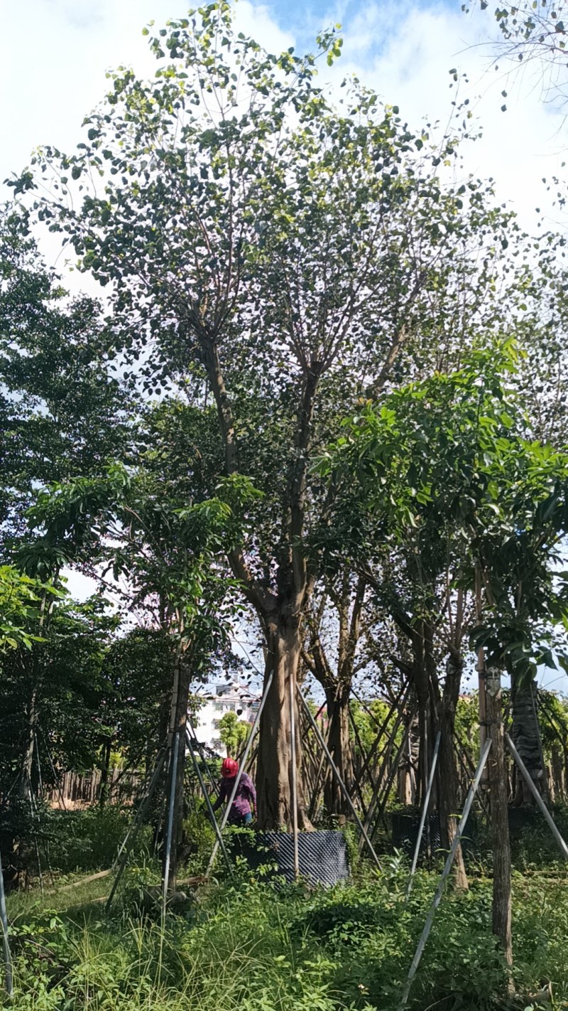 菩提树