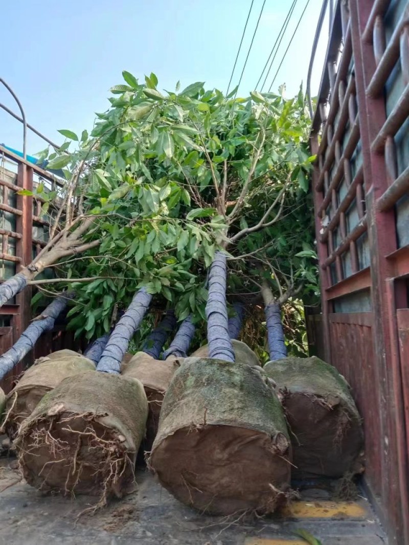 白玉兰