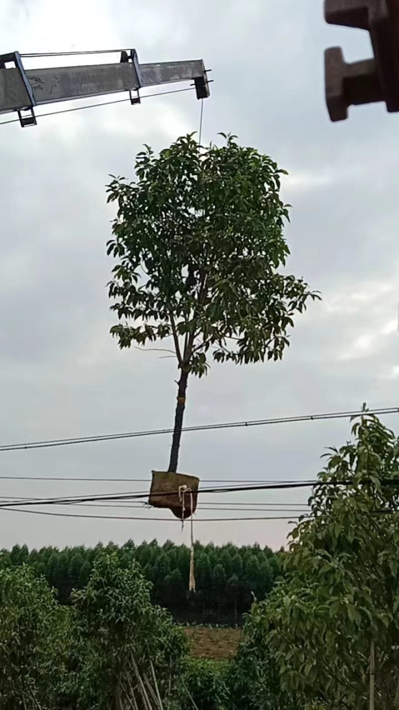 白玉兰