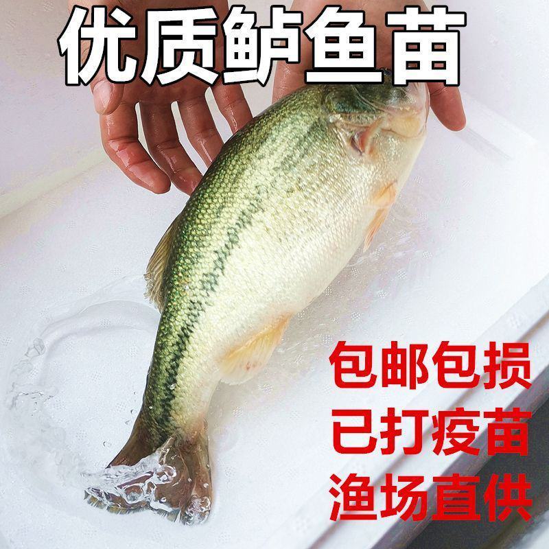 鲈鱼嘉州鲈鱼