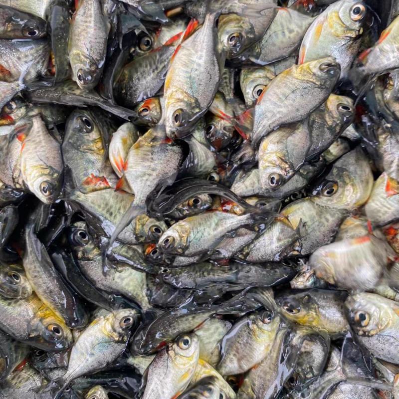 红腹鲳鱼苗