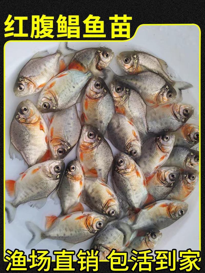 红腹鲳鱼苗