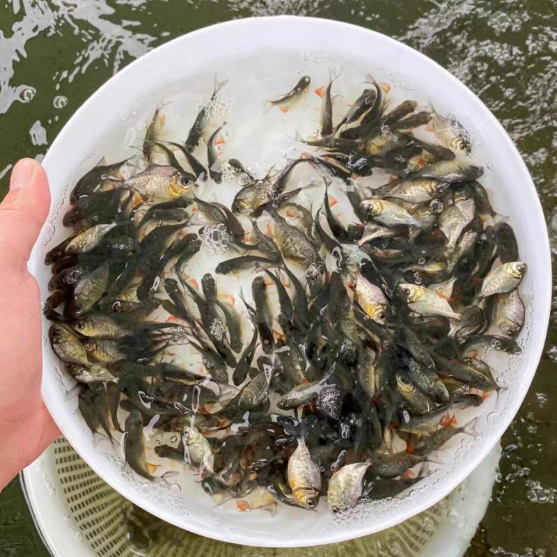 红腹鲳鱼苗
