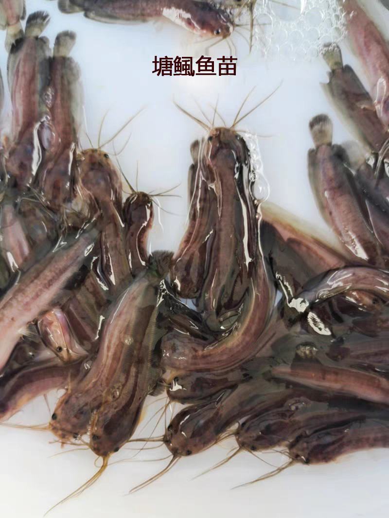塘角鱼苗活体苗，易成活，养殖基地直发，品类齐全提供技术