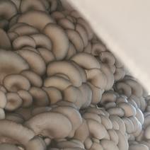 精品蘑菇