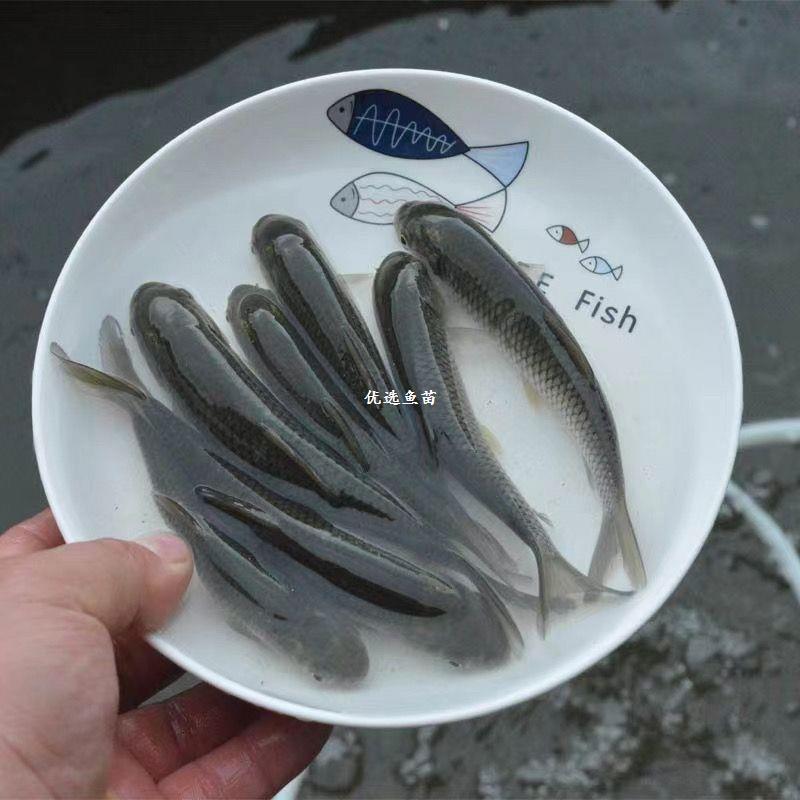 大规格草鱼苗