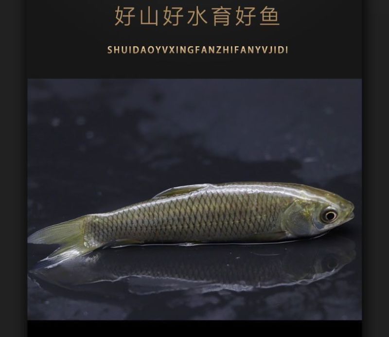 大规格草鱼苗