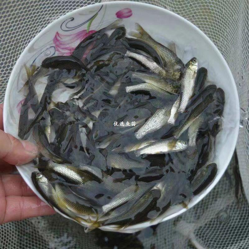 大规格草鱼苗