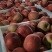突围毛桃，，产地直销，大量供应，质量保证，需要的老板联系