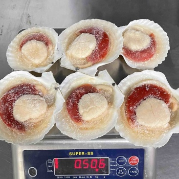 半壳虾夷贝半壳扇贝
