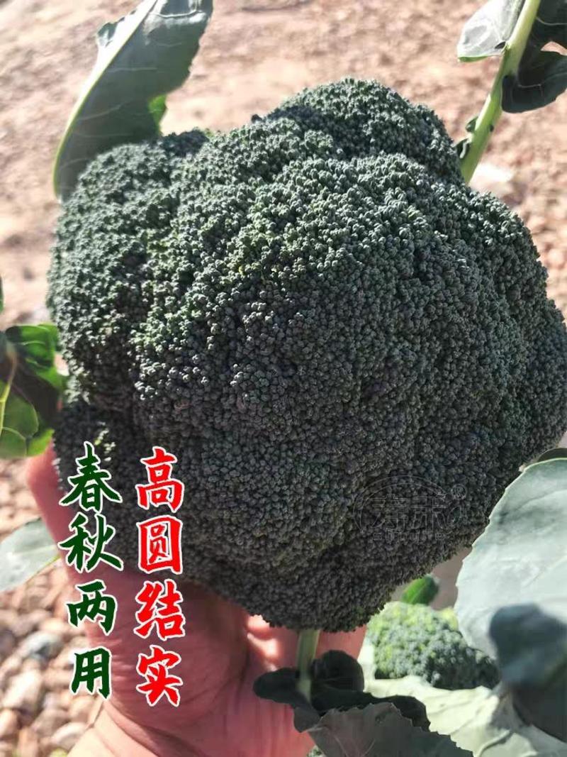 陕西西兰花，精品西兰花，质量上乘，价格合适，适合各种包装