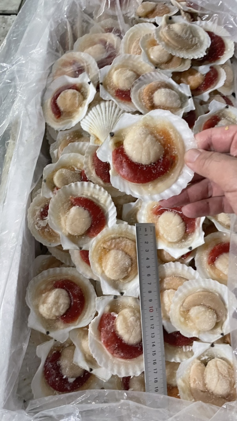 半壳虾夷贝半壳扇贝