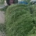 精品长豆角