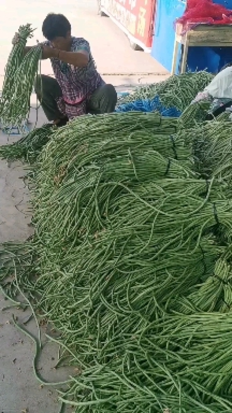 精品长豆角